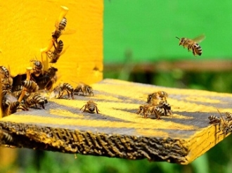 «Краснополянская опытная станция пчеловодства»: сладкая наука