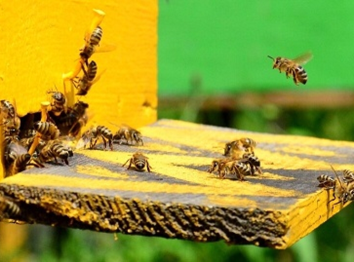 «Краснополянская опытная станция пчеловодства»: сладкая наука