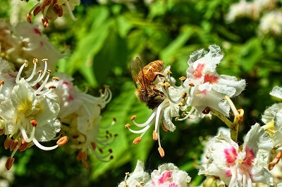 honeybee bee insect animal
